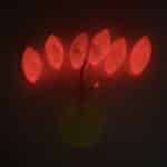 Blister de perlas flotantes rojo fluorescente Sparus