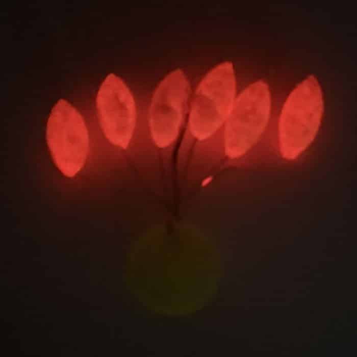 Blister de perlas flotantes rojo fluorescente Sparus